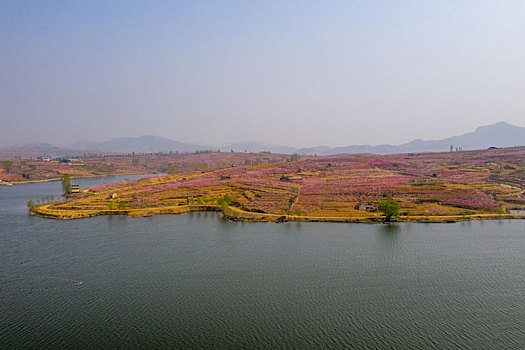 山东蒙阴乡村桃花