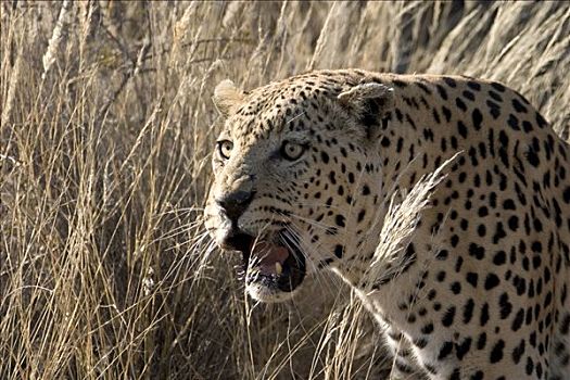 豹,大草原,咆哮,纳米比亚,非洲