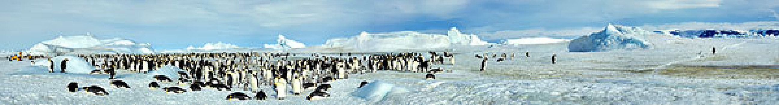 南极,威德尔海,雪丘岛,全景,照片,游客,帝企鹅