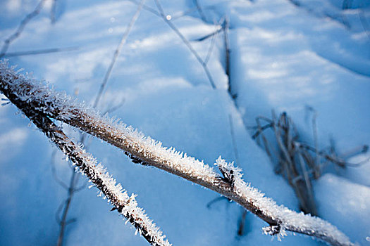 冰晶,枝条,正面,雪