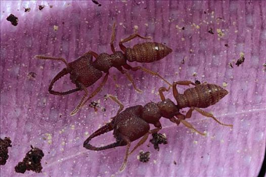 蚂蚁,一对,地下,物种,下颚,弯曲,一起,接触,婆罗洲,马来西亚