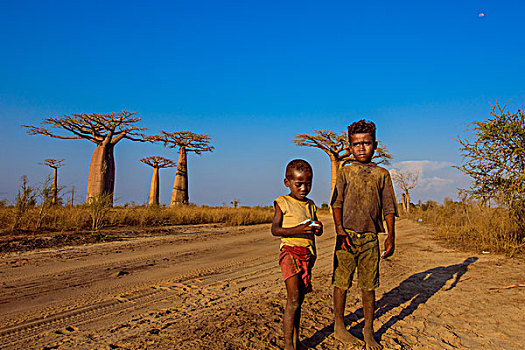 马达加斯加穆龙达瓦morondava猴面包树baobab