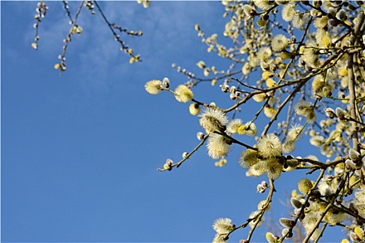 春天,柳树,柔荑花,天空