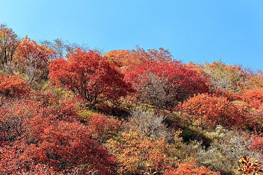  秋天漫山红遍的黄栌树，山东省青州市天赐山