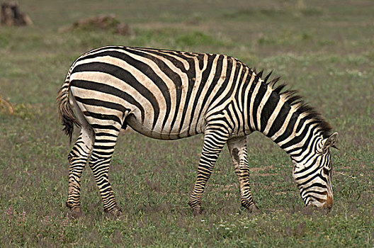 非洲,肯尼亚,安伯塞利国家公园,斑马,嗅,地面