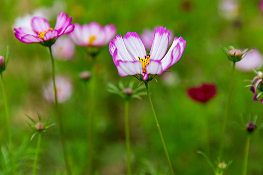 百花园