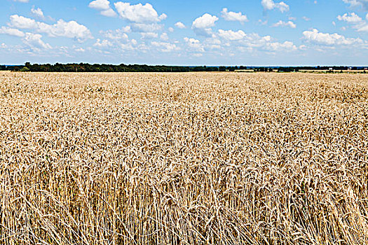 乡野,风景,地点,成熟,小麦