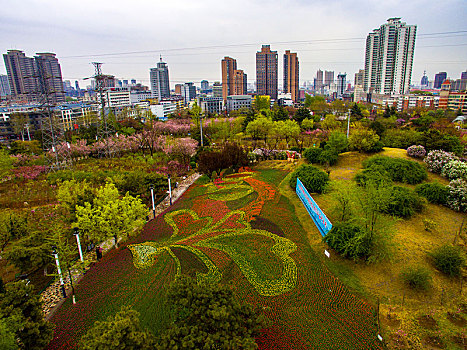 郁金香,花朵,花卉,种植,造型,图案,美丽,漂亮,吸引,艳丽,秦皇岛,公园,环岛,新世纪