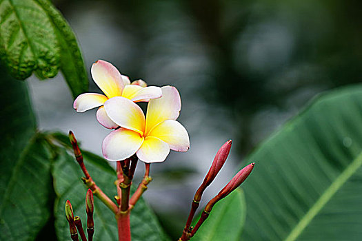 鸡蛋花,鲜花