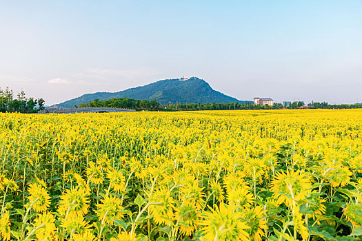 杭州湘湖景区花海花田向日葵