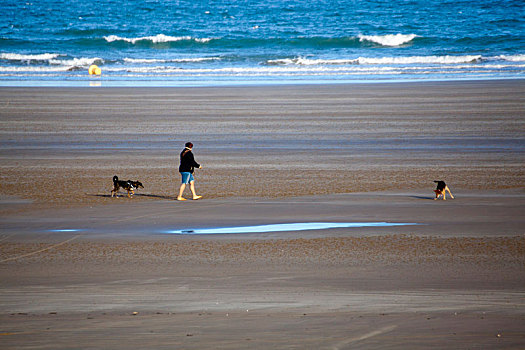 海滩,走,狗