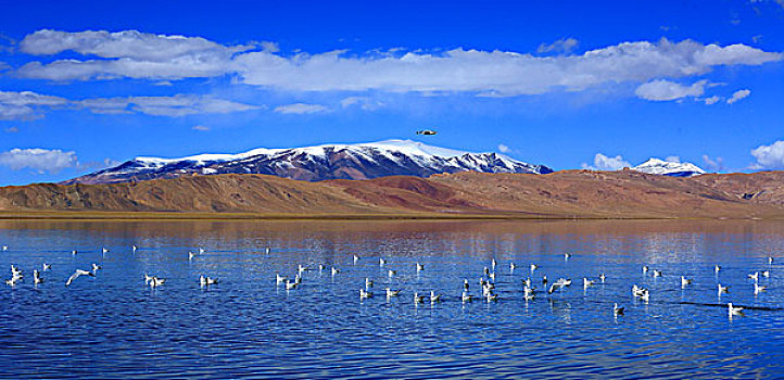 西藏自治区甲热布措和海鸥