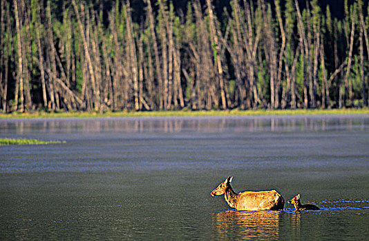 麋鹿,母牛,幼兽,维米里翁湖,班芙国家公园,艾伯塔省,加拿大
