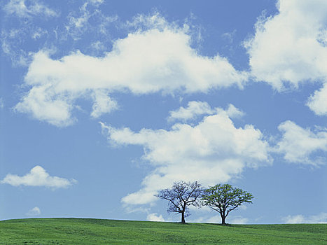 树,蓝天,云