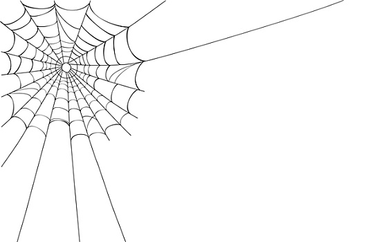 蜘蛛网,白色背景