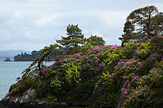 紫花,花,悬崖,海岸线,科克郡,爱尔兰
