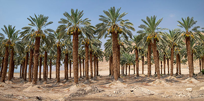 荒芜,农业,风景,棕榈树,种植园,死海,区域,以色列