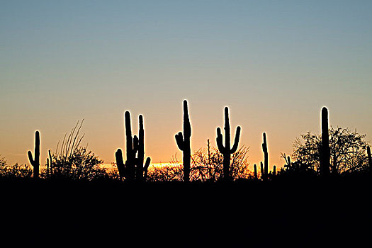 剪影,巨柱仙人掌,巨人柱仙人掌,荒芜,萨瓜罗国家公园,亚利桑那,美国