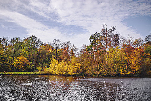 秋天风景,彩色,秋天,树,湖,鸟
