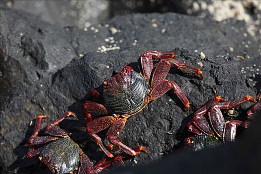 红岩,螃蟹,帕尔玛,加纳利群岛,西班牙