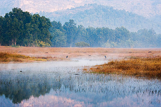 班德哈维夫国家公园,中央邦,印度