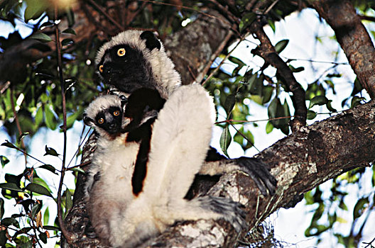 马达加斯加,特写,马达加斯加狐猴,维氏冕狐猴,大幅,尺寸
