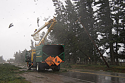 树,水电线路,暴风雪,公路,靠近,温哥华岛,不列颠哥伦比亚省,加拿大