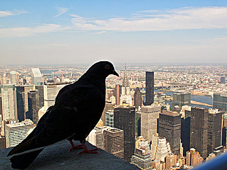 俯视,纽约,石台