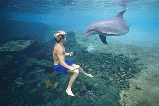 宽吻海豚,游动,男青年,夏威夷