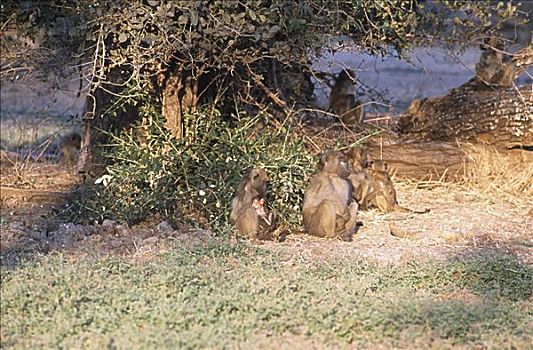 大狒狒,坐,一起,国家公园,露营,津巴布韦,豚尾狒狒