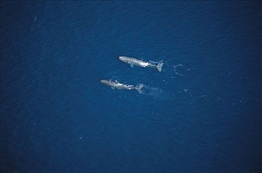 抹香鲸,航拍,两个,游动,靠近,表面,加利福尼亚湾,墨西哥
