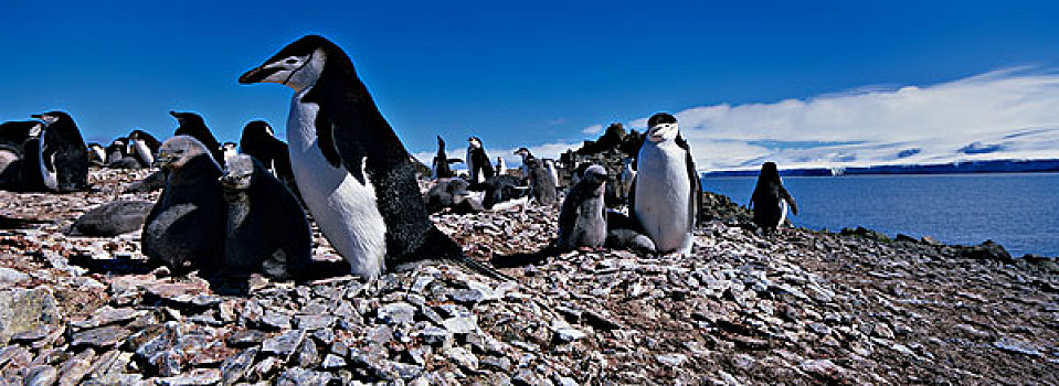 南极,利文斯顿,岛屿,帽带企鹅,南极企鹅,年轻,幼禽,栖息地