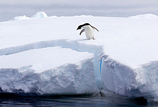 阿德利企鹅,冰山,浮冰,南大洋,英里,北方,东方,南极