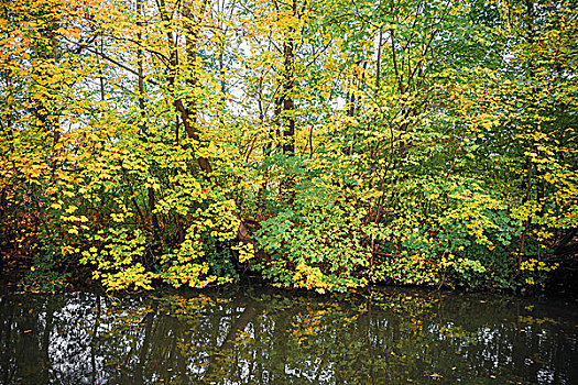 暗色,湖,彩色,树,秋天,秋季,反射,水,鲜明,秋叶,黄色,绿色