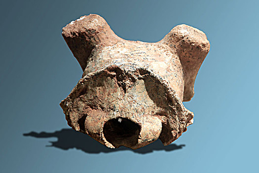 鬣狗化石