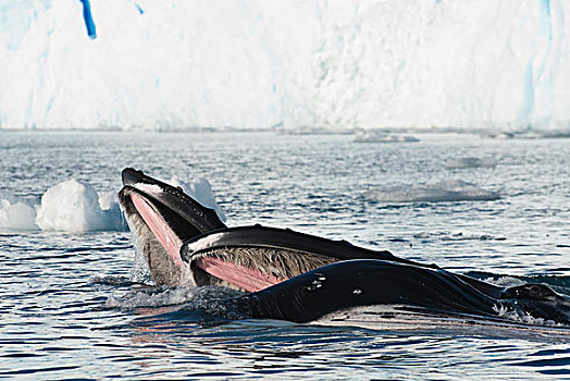 驼背鲸,大翅鲸属,鲸鱼,一对,喂食,南极半岛,南极