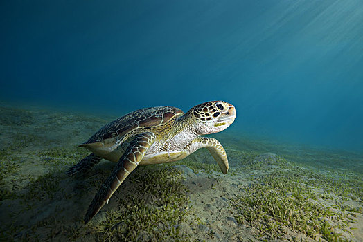 绿海龟,龟类,游泳,上方,沙,仰视,海洋,草,红海,阿布达巴卜,埃及,非洲
