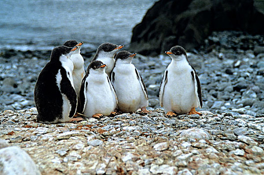 南极,巴布亚企鹅,幼禽