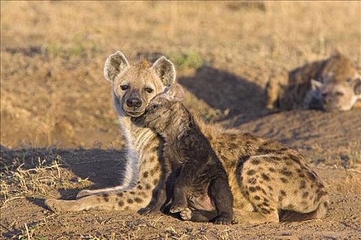 斑鬣狗,母兽,深情,星期,老,幼兽,马赛马拉国家保护区,肯尼亚