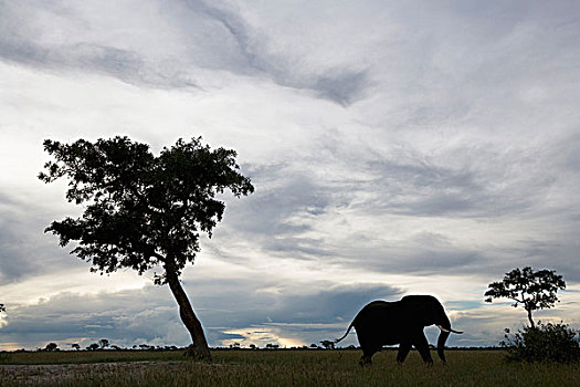 博茨瓦纳,乔贝国家公园,大象,非洲象,走,高草,萨维提,湿地,下雨,季节