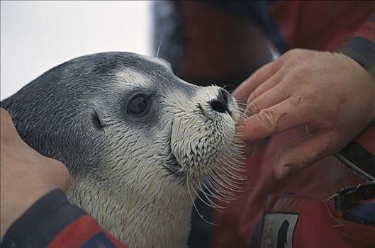 髯海豹,捕获,吸吮,手指,安抚,斯瓦尔巴特群岛,挪威