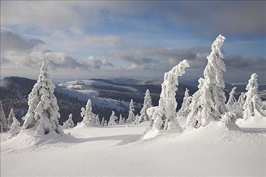 积雪,云杉,冬天,山,巴伐利亚森林,巴伐利亚,德国