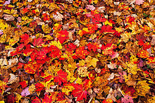 秋天,色彩,叶子,地上,魁北克,加拿大