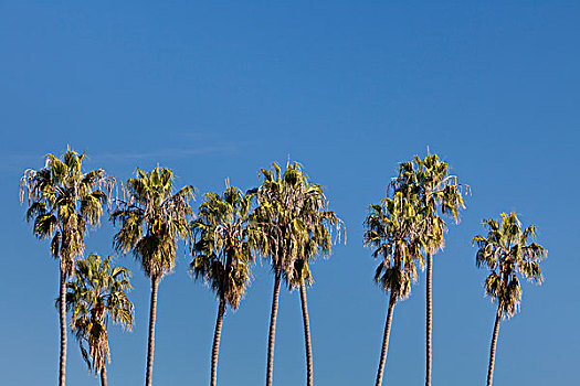低,角度,风景,棕榈树,树,加利福尼亚,美国