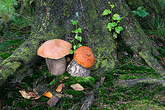 橙色,桦树,牛肝菌,蘑菇,莱斯特,英格兰