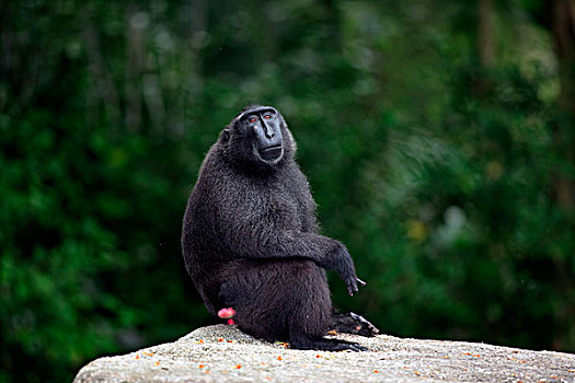短尾猿,坐,成年,苏拉威西岛,太平洋