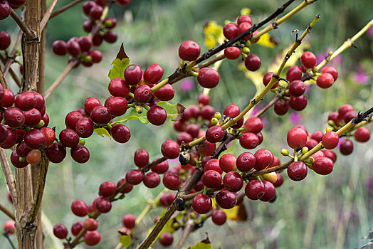 咖啡豆,咖啡树,大卡纳利岛,加纳利群岛,西班牙,欧洲
