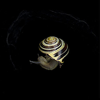 蜗牛,棚拍