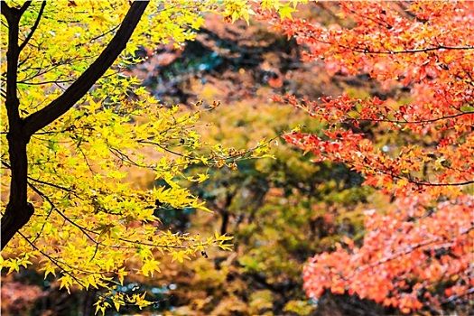 红叶,枫树,秋天