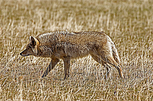 丛林狼,犬属,成年,猎捕,瓦特顿湖国家公园,西南方,艾伯塔省,加拿大